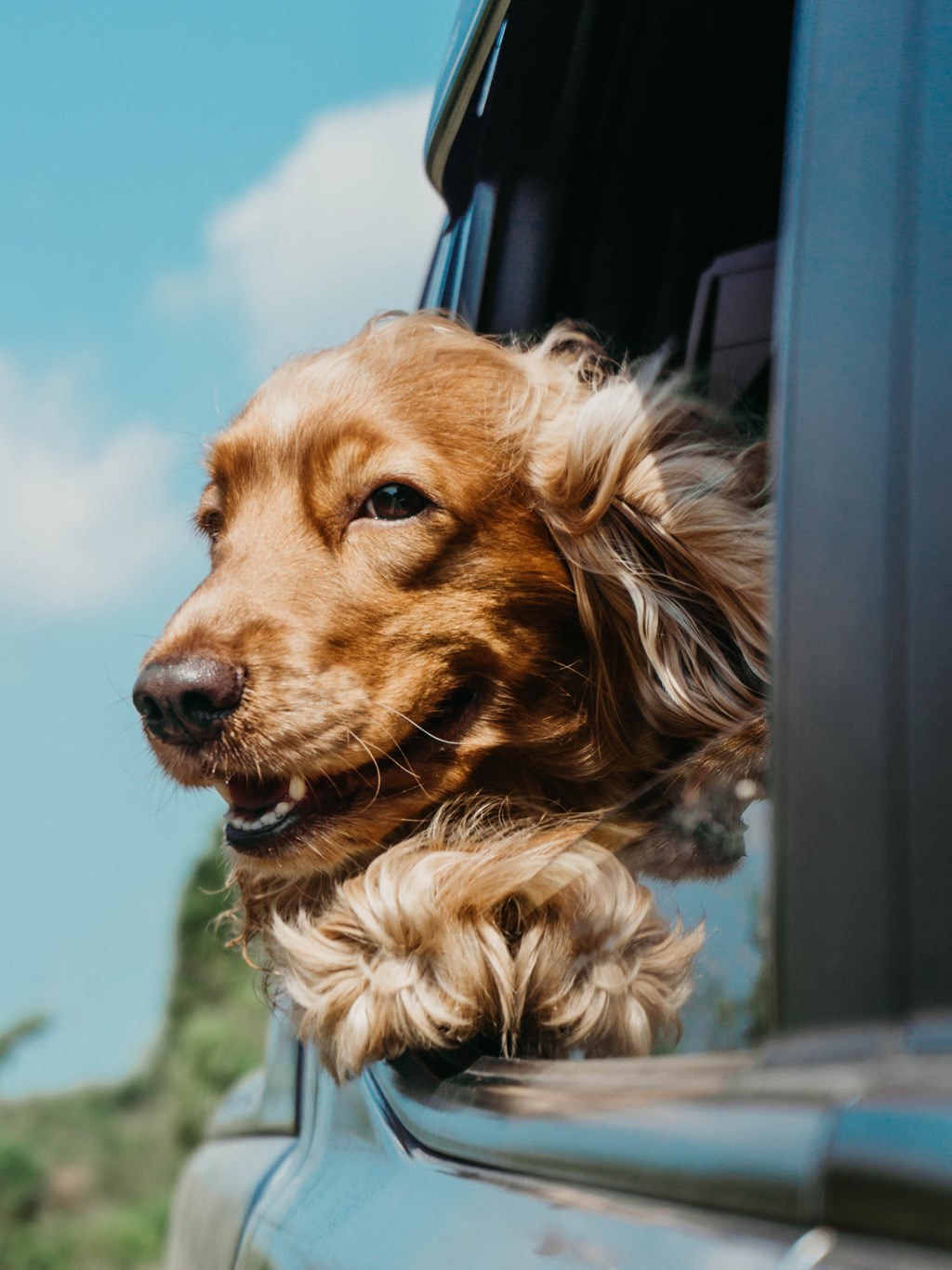 Pets 03